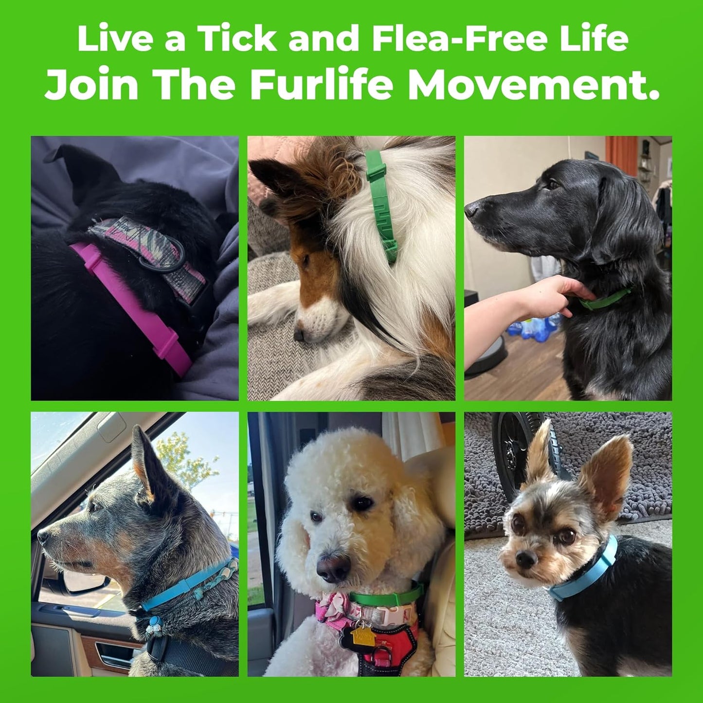 FurLife™ - 8 Months All Natural Flea and Tick Collar for Dogs