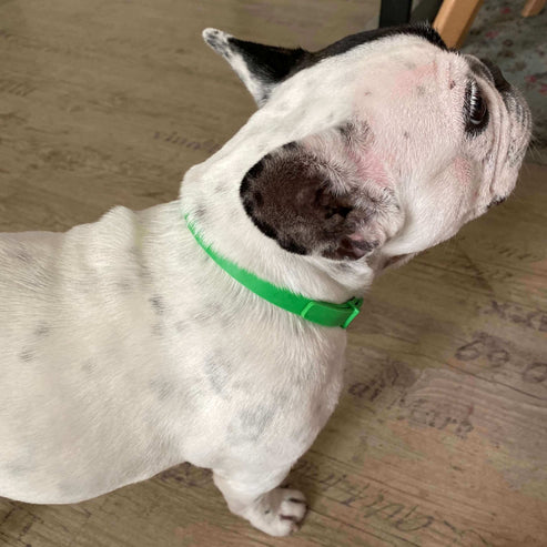 FurLife™ - 8 Months All Natural Flea and Tick Collar for Dogs